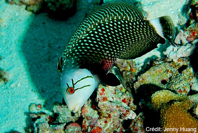 Rockmover wrasse by Jenny Huang
