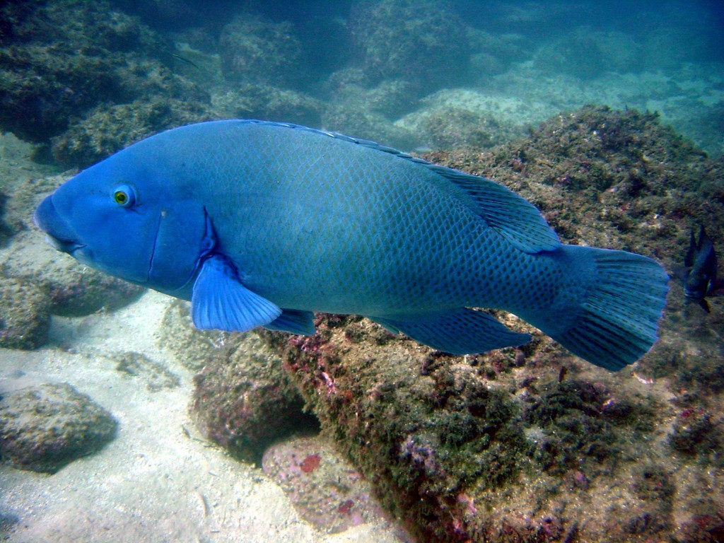 Achoerodus viridis
