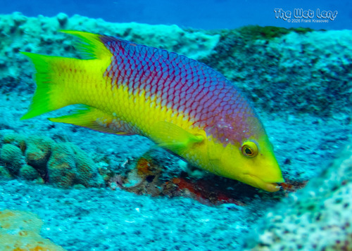 Bodianus rufus
