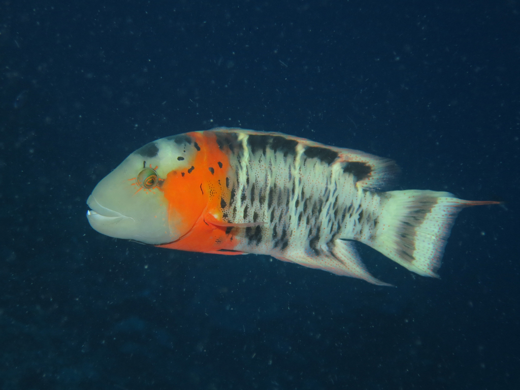 Cheilinus fasciatus