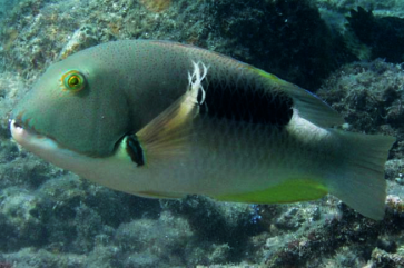 Choerodon anchorago