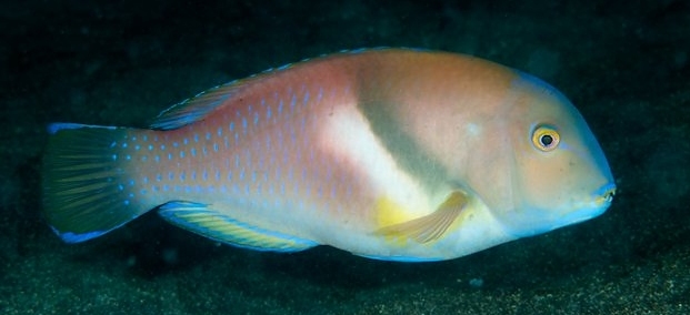 Choerodon azurio