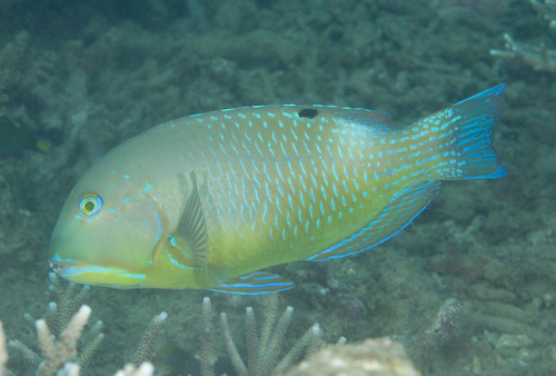 Choerodon schoenleinii