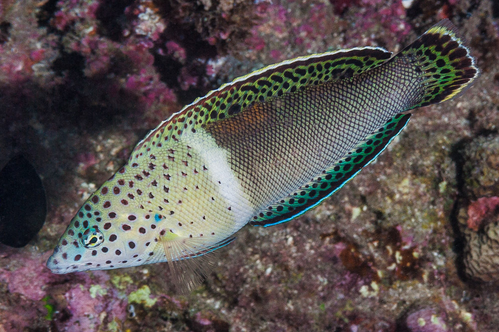 Coris aygula