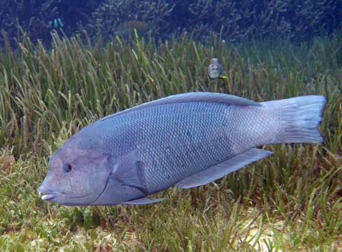 Coris bulbifrons
