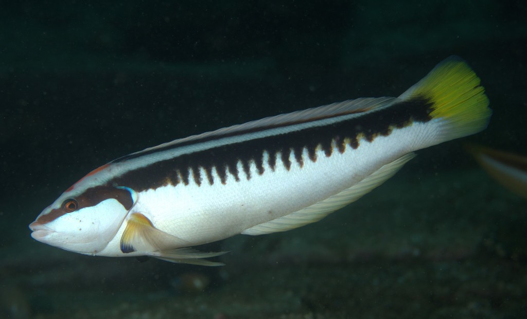 Coris picta