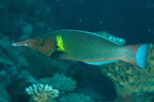 Gomphosus varius