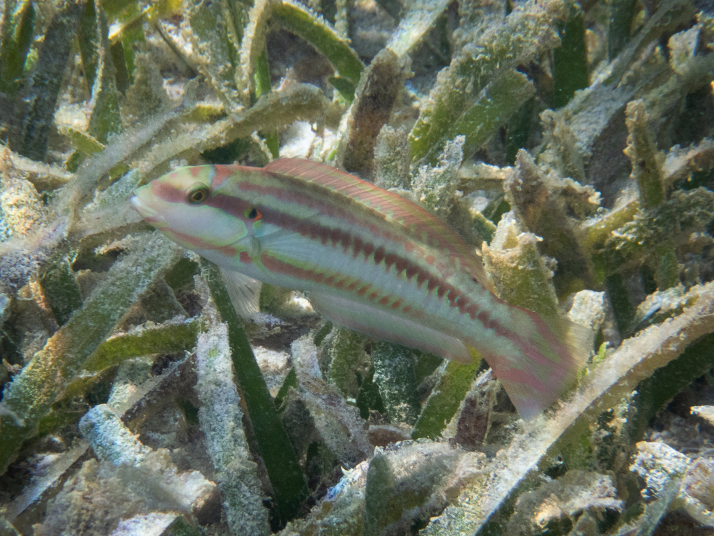 Halichoeres bivittatus