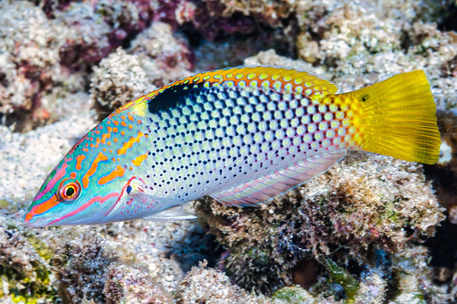 Halichoeres hortulanus