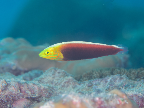 Halichoeres iridis