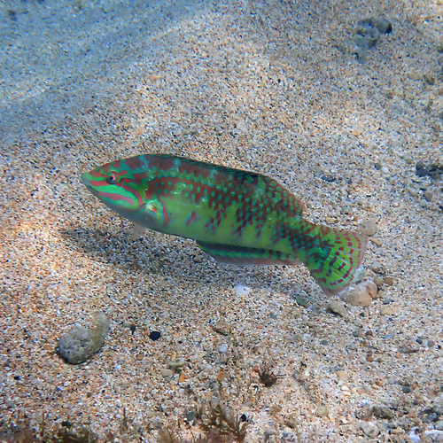 Halichoeres margaritaceus
