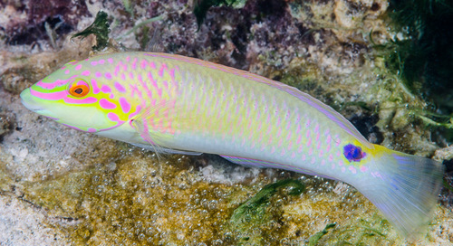 Halichoeres trimaculatus