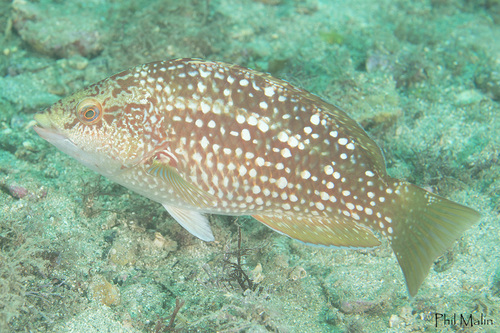Notolabrus gymnogenis