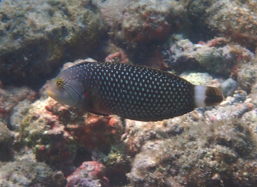 Novaculichthys taeniourus