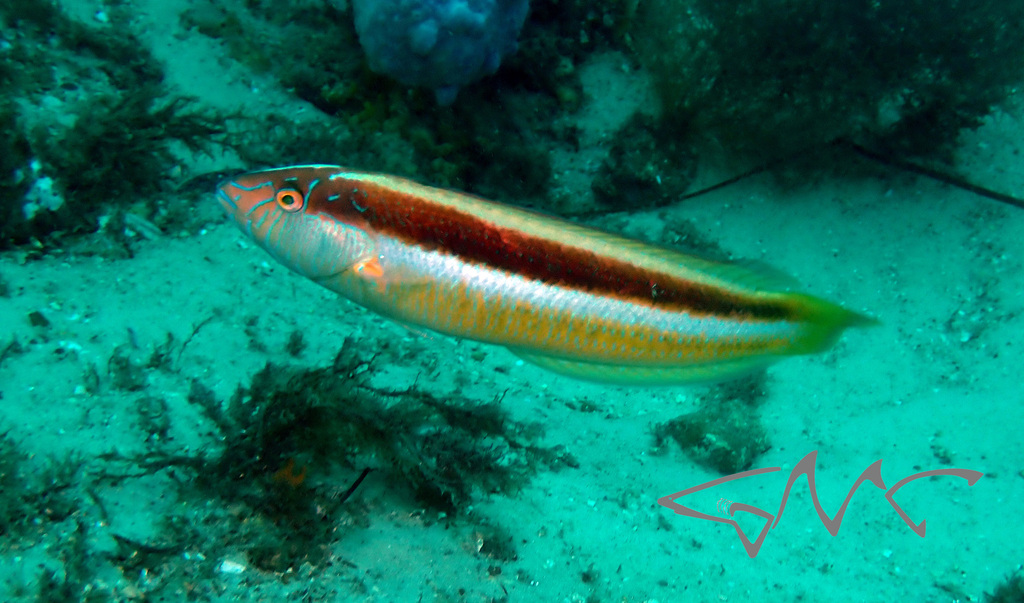Ophthalmolepis lineolata