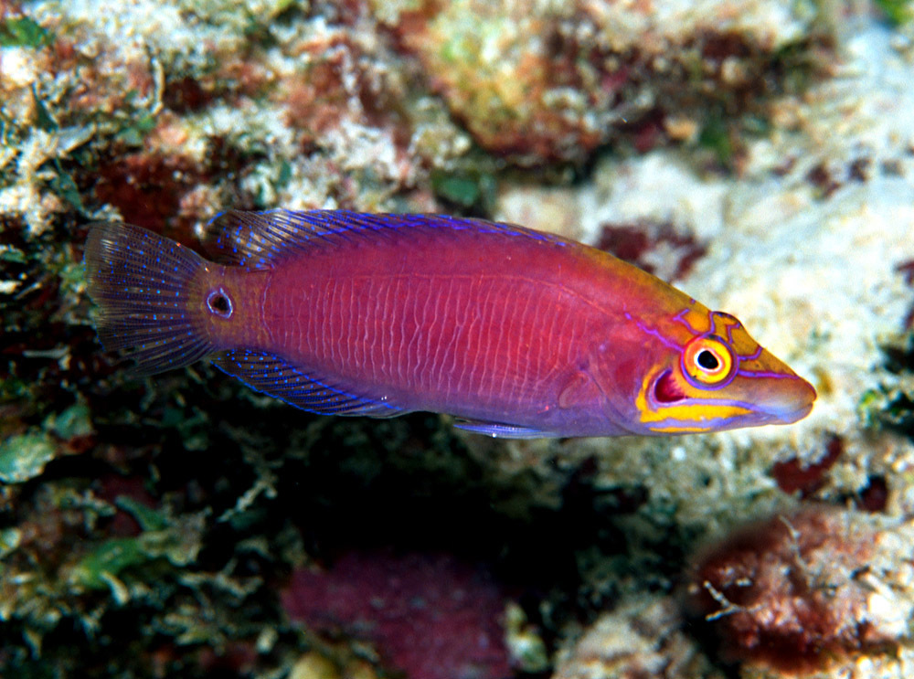 Pseudocheilinus ocellatus