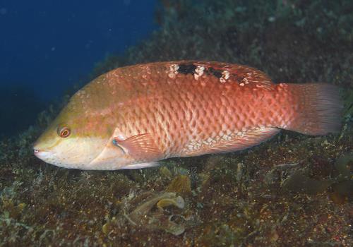 Pseudolabrus luculentus