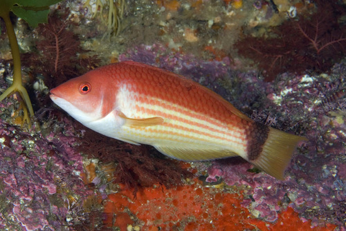 Pseudolabrus miles