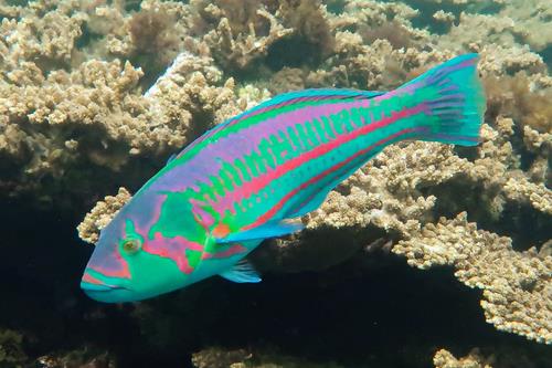 Thalassoma purpureum