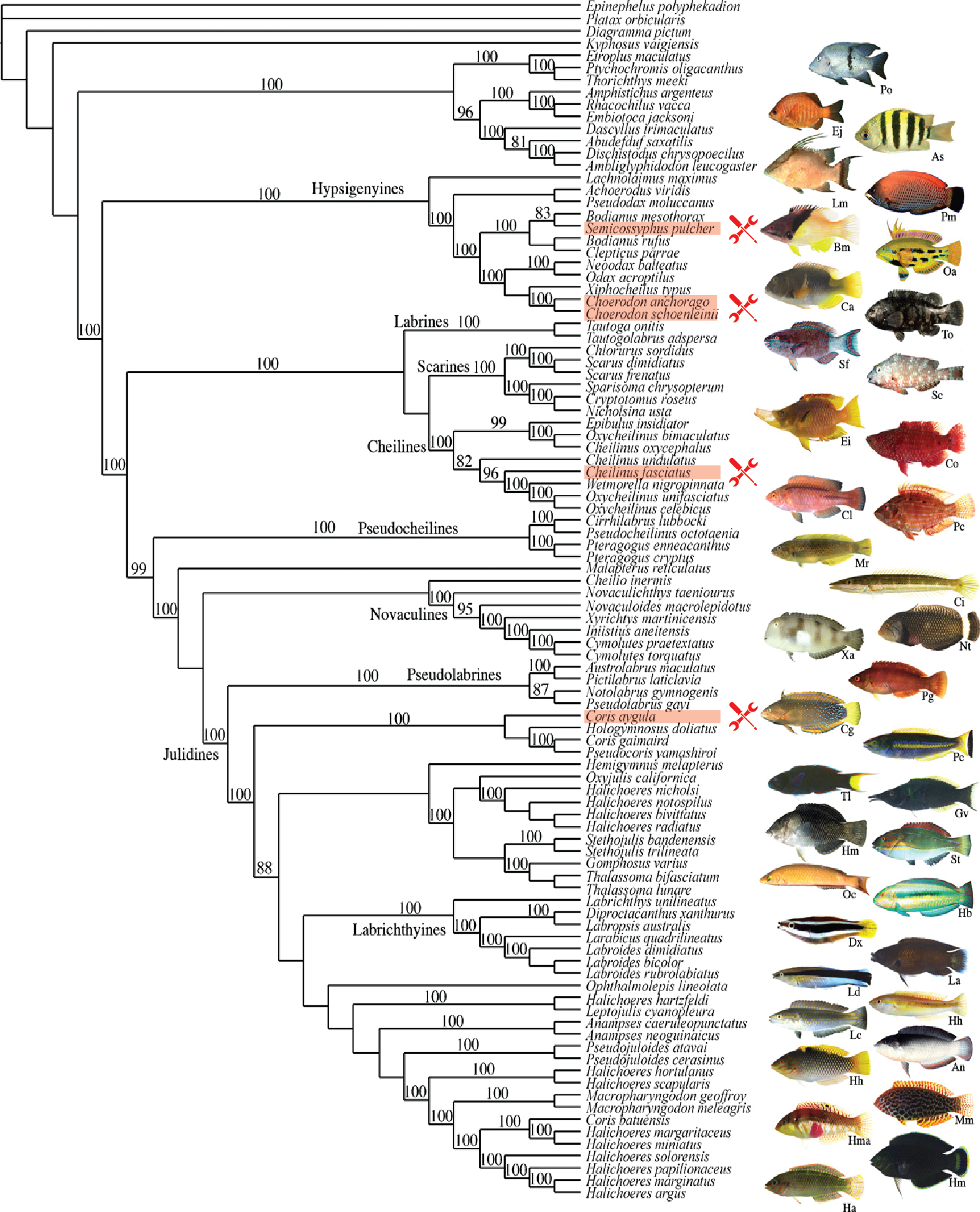 Anvil use in the Labridae phylogeny